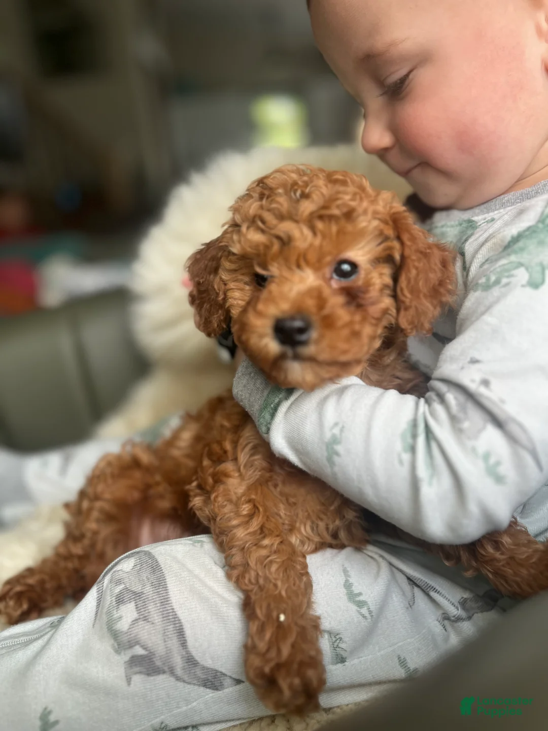 Miniature Poodle dogs for sale: Dolly - Ad 1