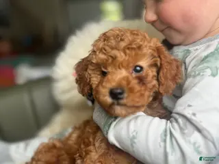 Miniature Poodle dogs Dolly - Ad 24