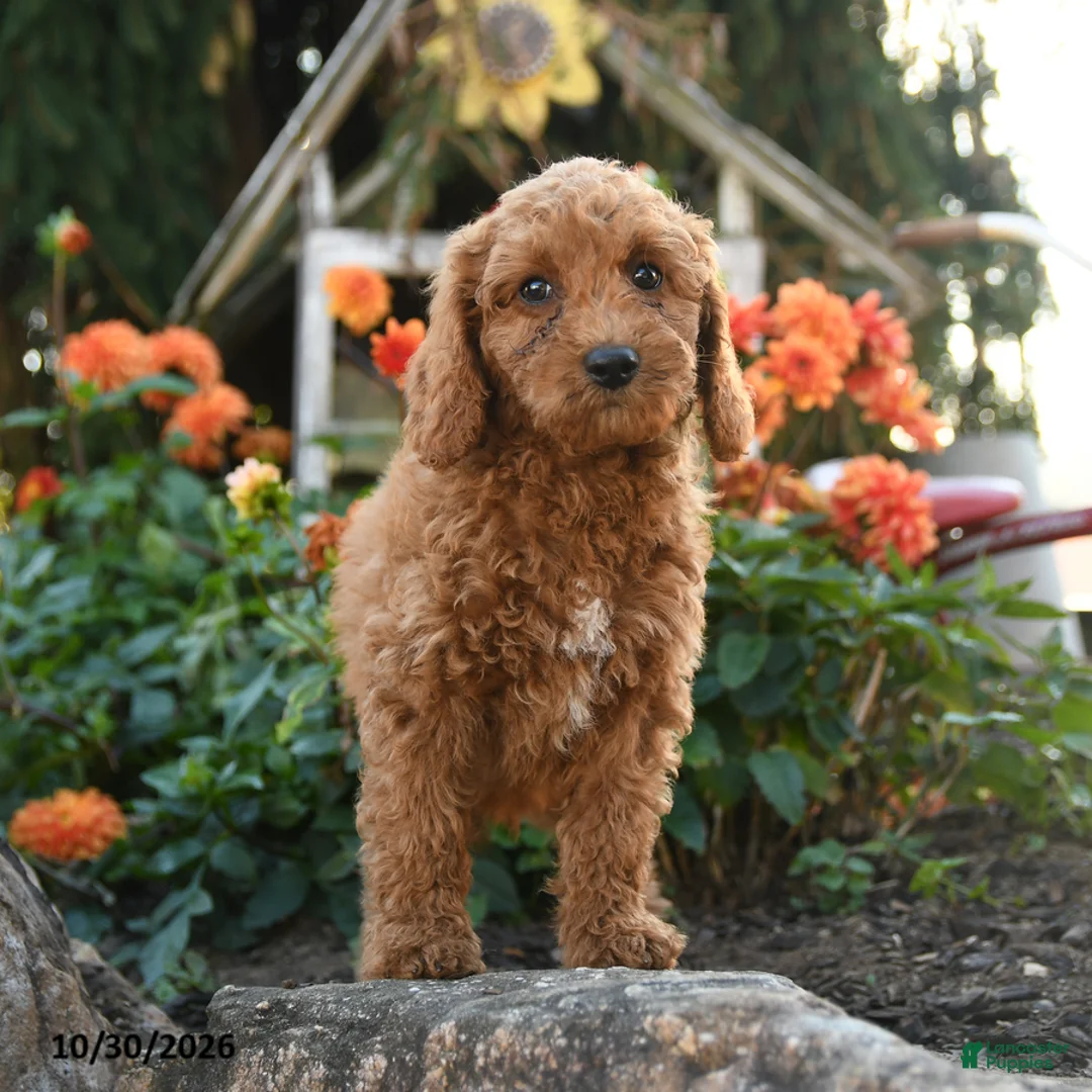 Mini Goldendoodle dogs for sale: Leon - Ad 2