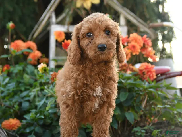 Mini Goldendoodle dogs for sale: Leon - Ad 2