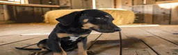 Catahoula Leopard Dog dogs for sale: Gypsie 2026 Female 4 - Ad 10