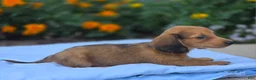 Miniature Dachshund dogs for sale: Jerry - Ad 3