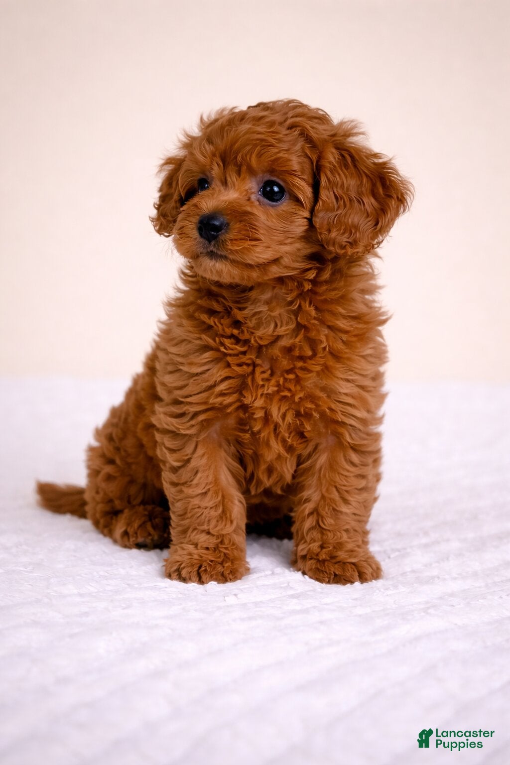 Cavapoo dogs LUCY - Ad 2