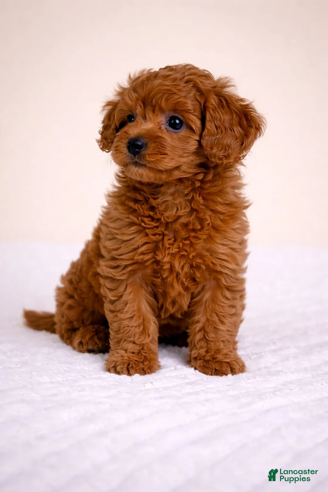 Cavapoo dogs for sale: LUCY - Ad 2