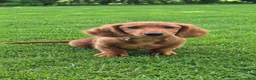 Miniature Dachshund dogs for sale: Benny  - Ad 1