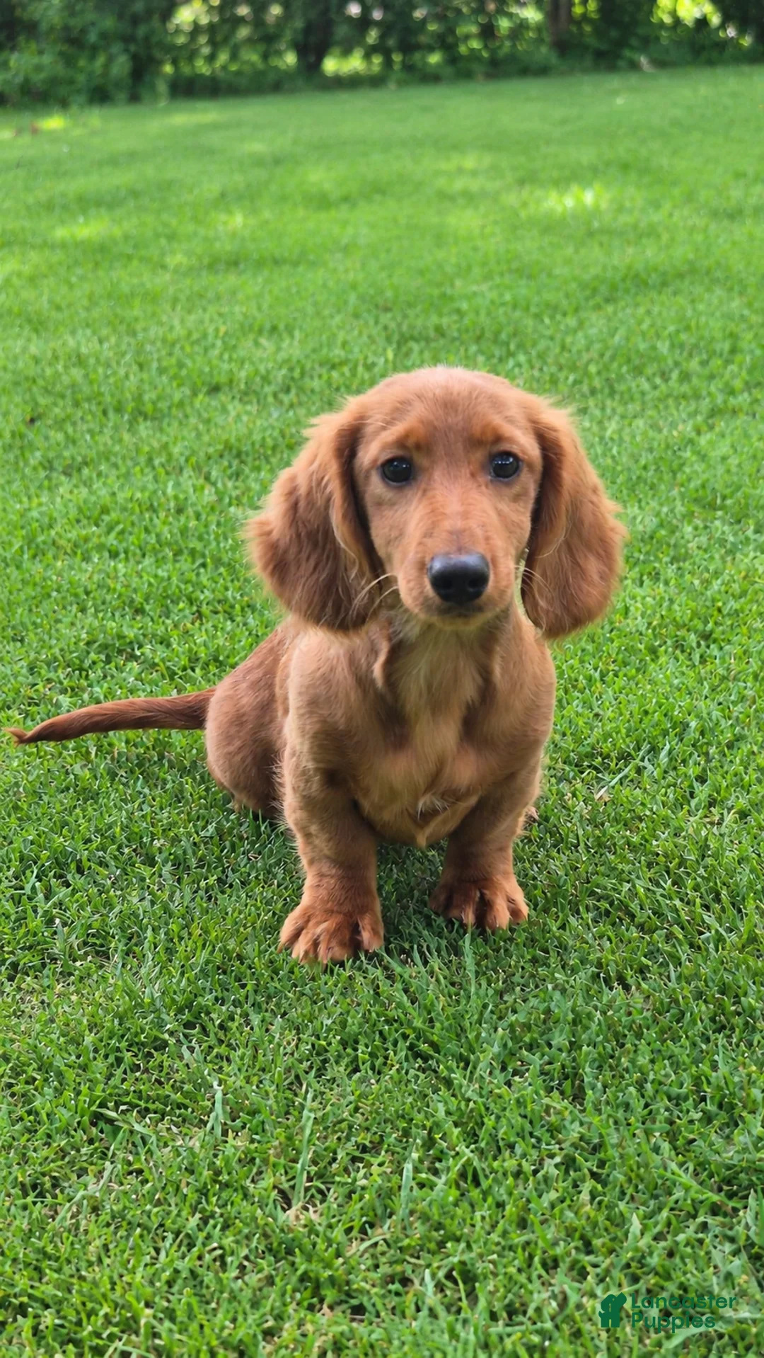 Miniature Dachshund dogs for sale: Benny  - Ad 1
