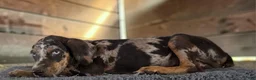 Catahoula Leopard Dog dogs for sale: Tigger 2026 Male 1 - Ad 5