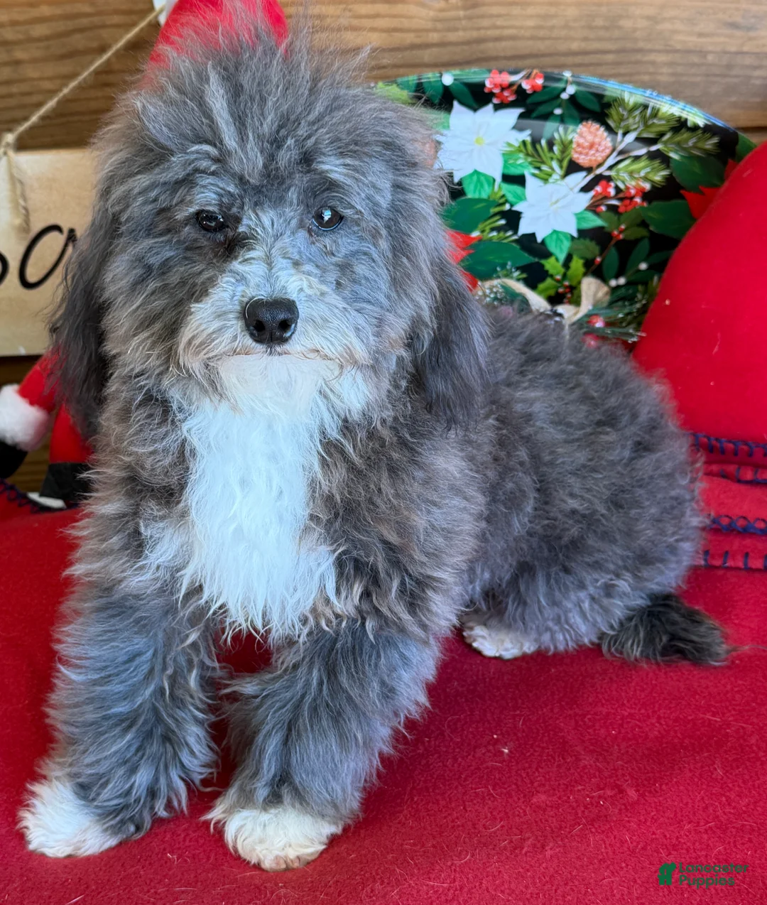 Maltipoo dogs for sale: Leo - Ad 3