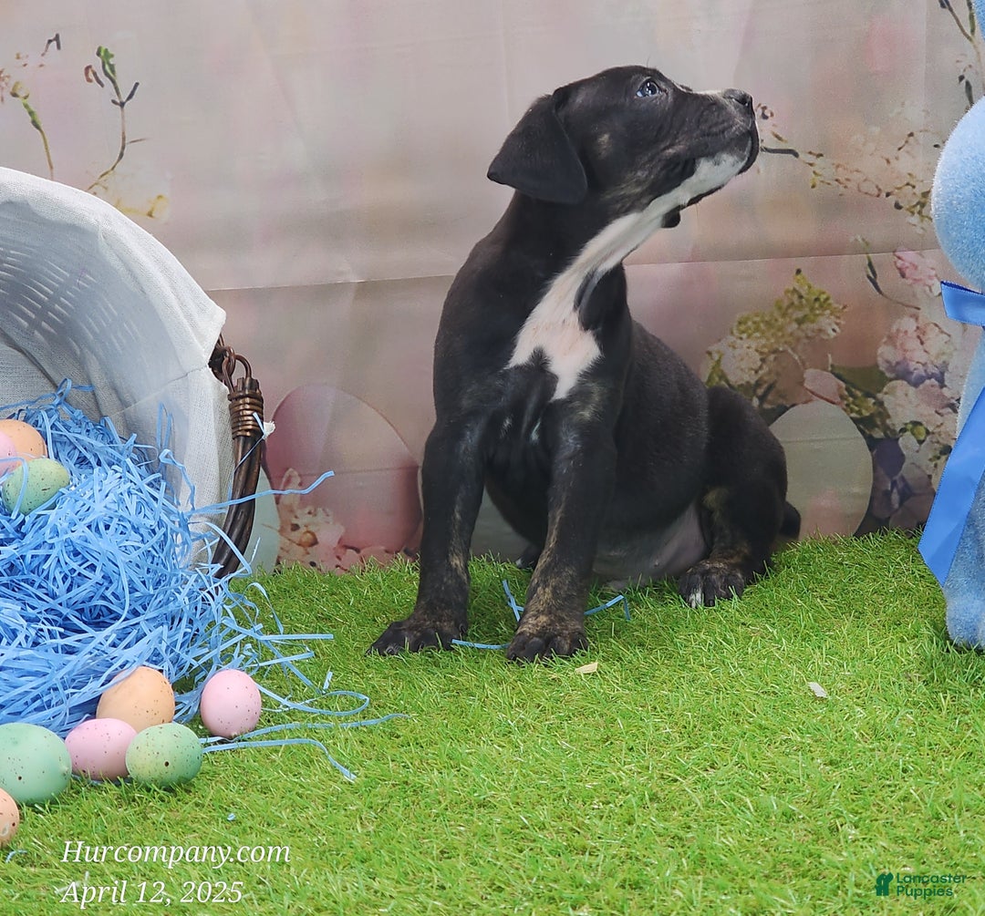 Catahoula Leopard Dog dogs for sale: Juliet 2025 Male 4 - Ad 20