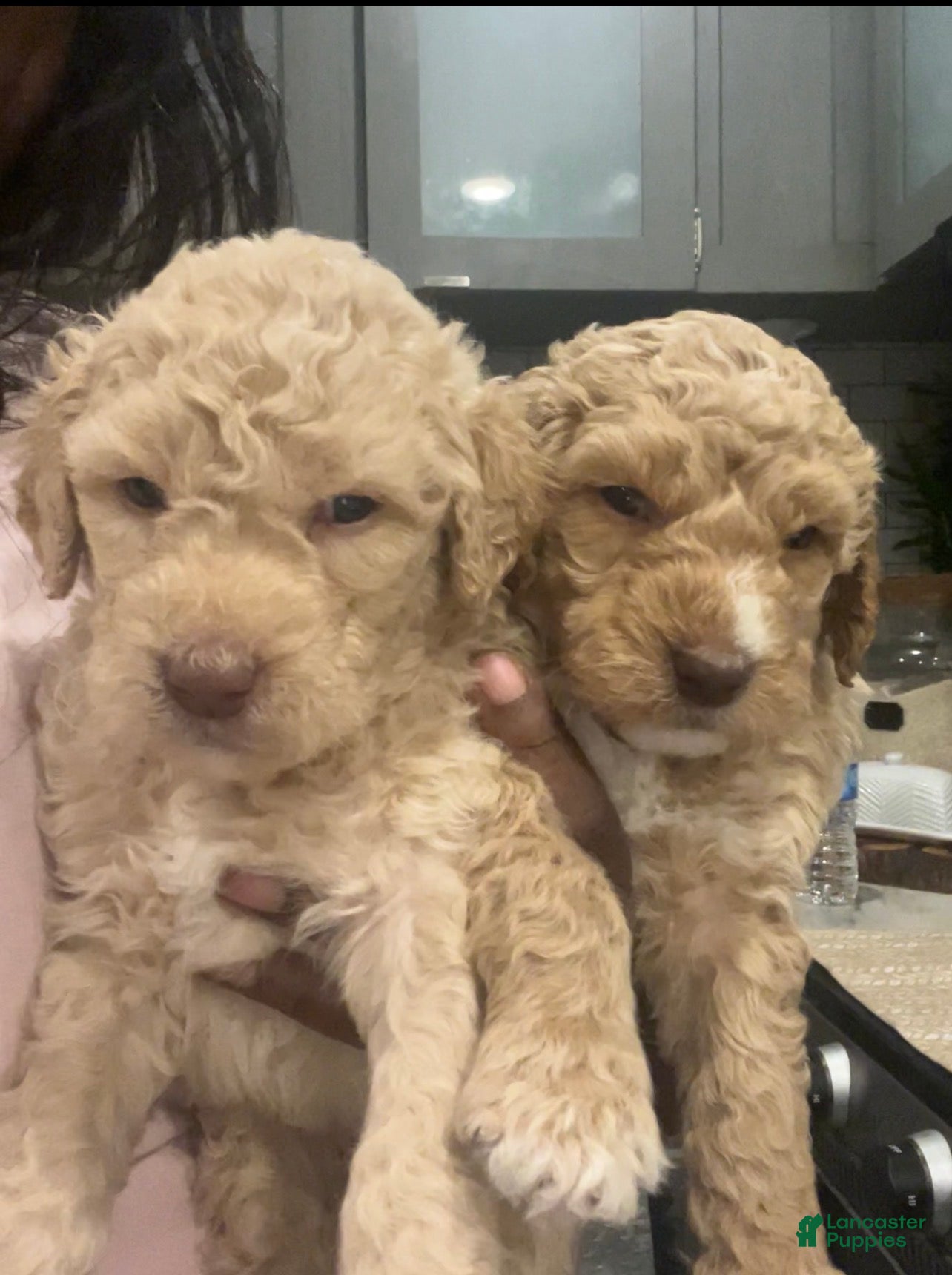 Goldendoodle dogs Willow /Black - Ad 2