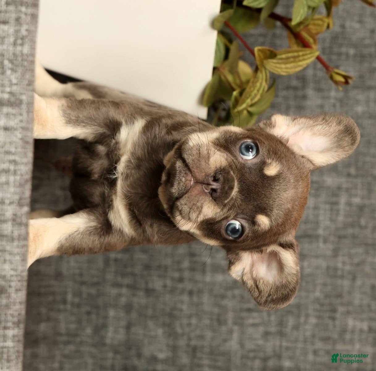French Bulldog dogs for sale: Leo - Ad 8