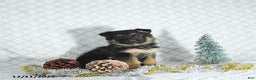 German Shepherd dogs for sale: Rizzo - Ad 5