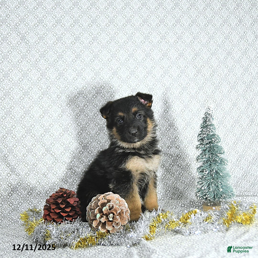 German Shepherd dogs for sale: Rizzo - Ad 5