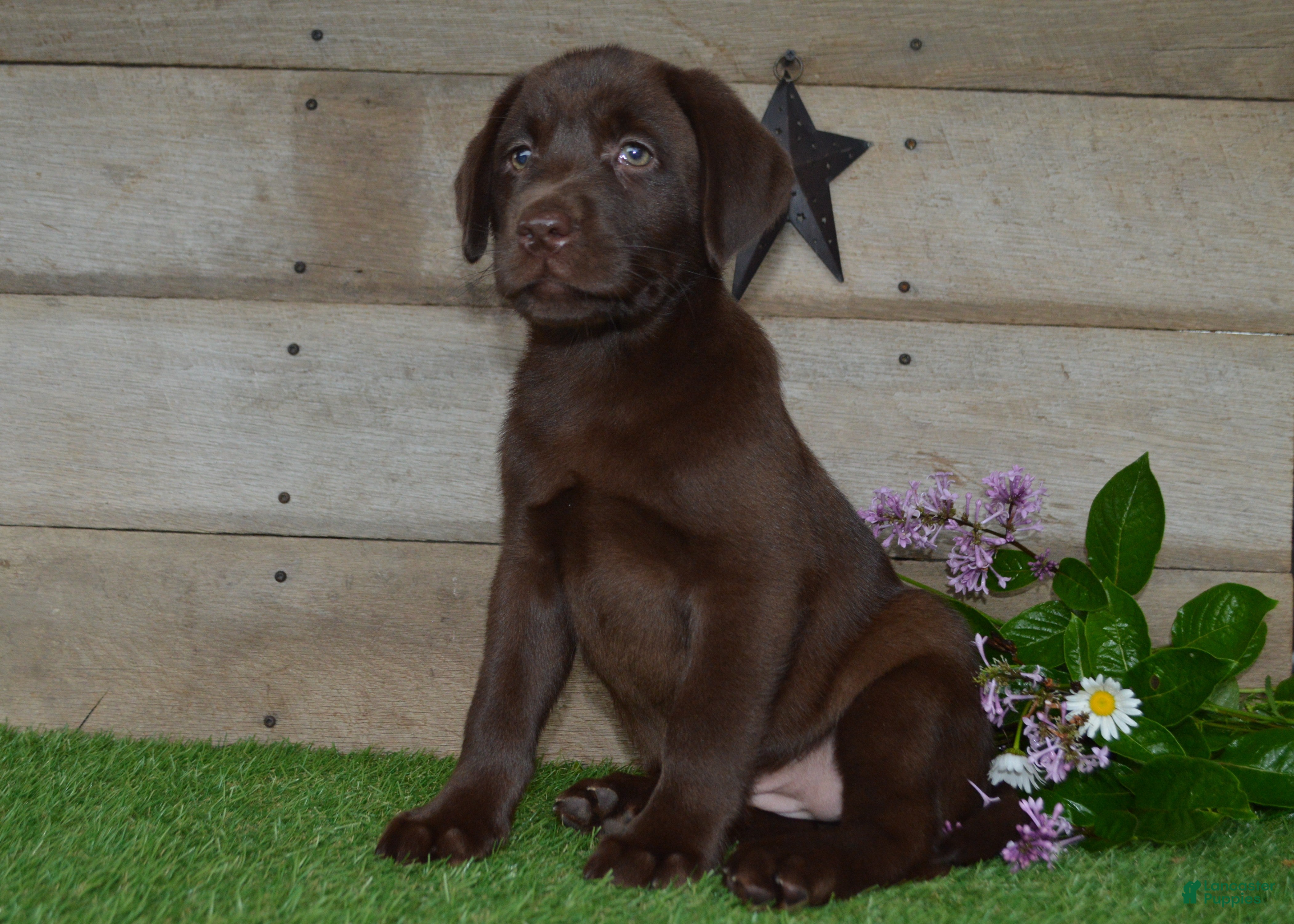 Labrador Retriever dogs Ann - Ad 1