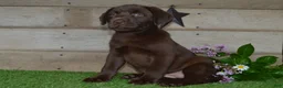 Labrador Retriever dogs for sale: Ann - Ad 5