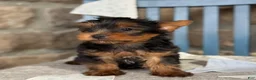 Yorkshire Terrier dogs for sale: Skylar - Ad 13