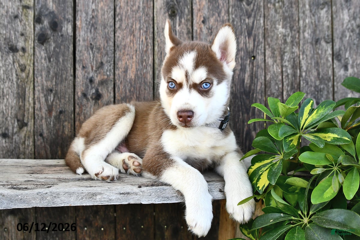 Siberian Husky dogs Blake - Ad 1