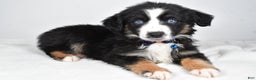 Miniature Australian Shepherd dogs for sale: Jeremias  - Ad 8