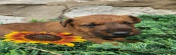 Irish Terrier dogs for sale: Ripley - Ad 3