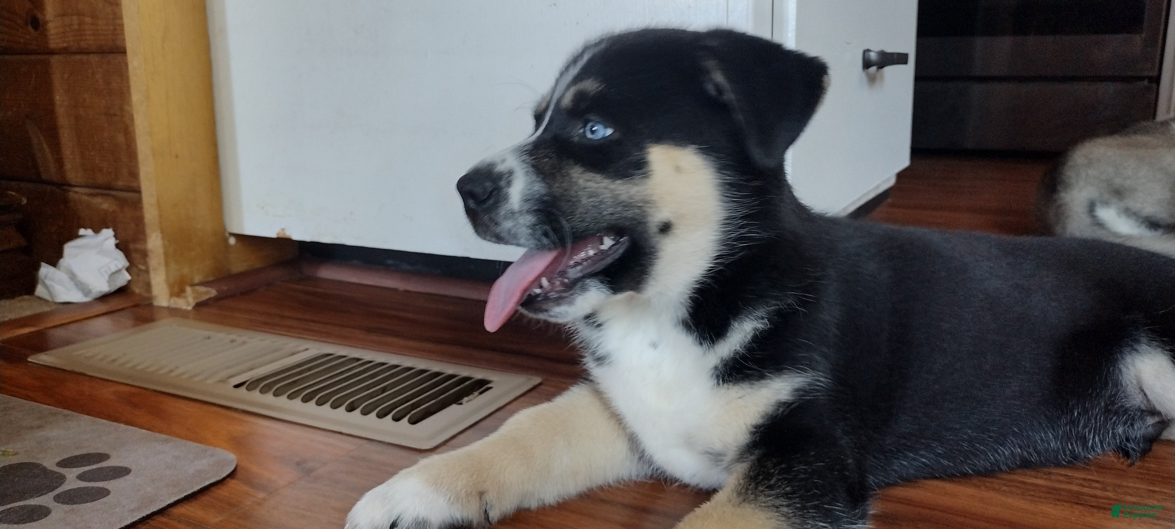 Gerberian Shepsky dogs Button - Ad 1