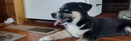 Gerberian Shepsky dogs for sale: Button - Ad 3