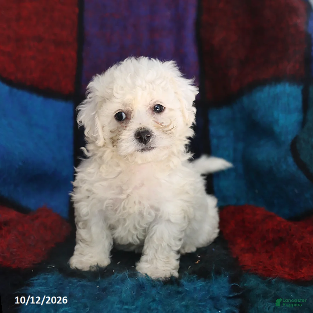 Bichon Frise dogs for sale: Sugar - Ad 3