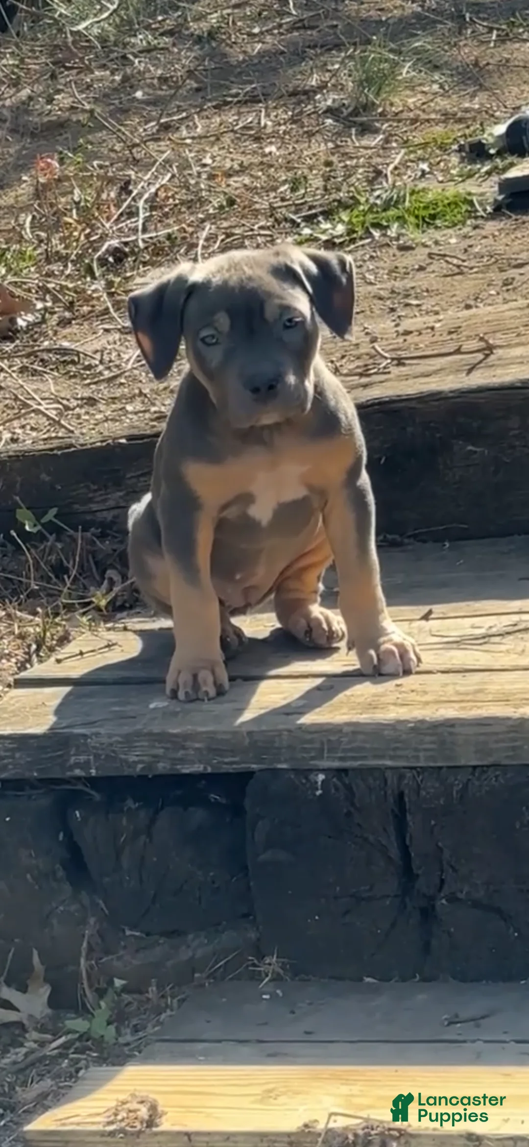 American Bully dogs for sale: American Bully Puppy 8 - Ad 1