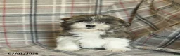 Malshi dogs for sale: Eeyore - Ad 1