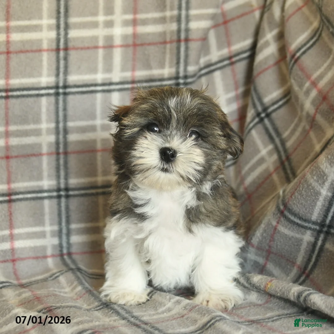 Malshi dogs for sale: Eeyore - Ad 1