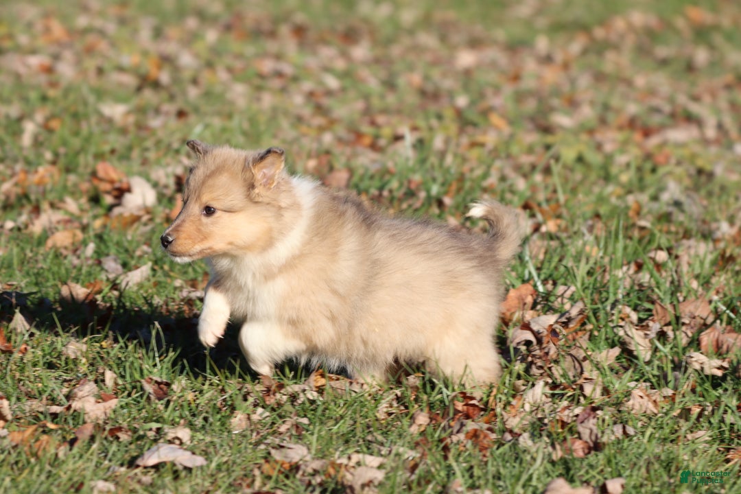 Shetland Sheepdog dogs for sale: Spruce - Ad 3