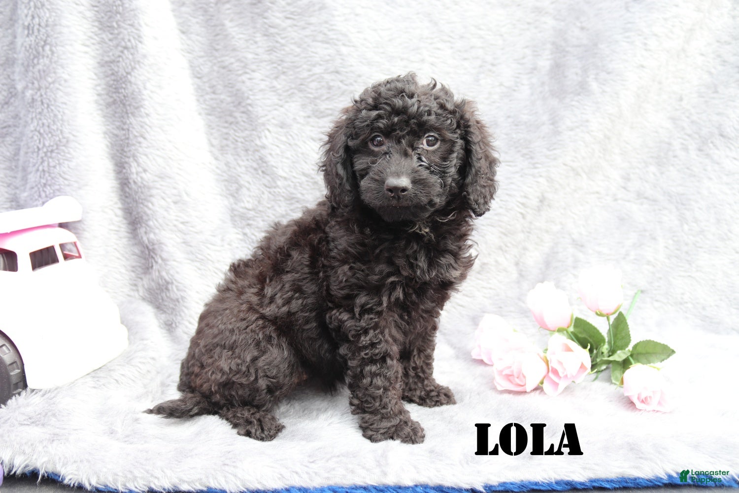 Lola