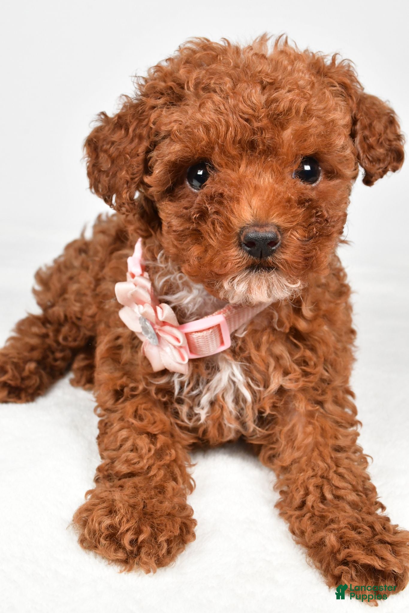 Toy Poodle dogs Pearl - Ad 2