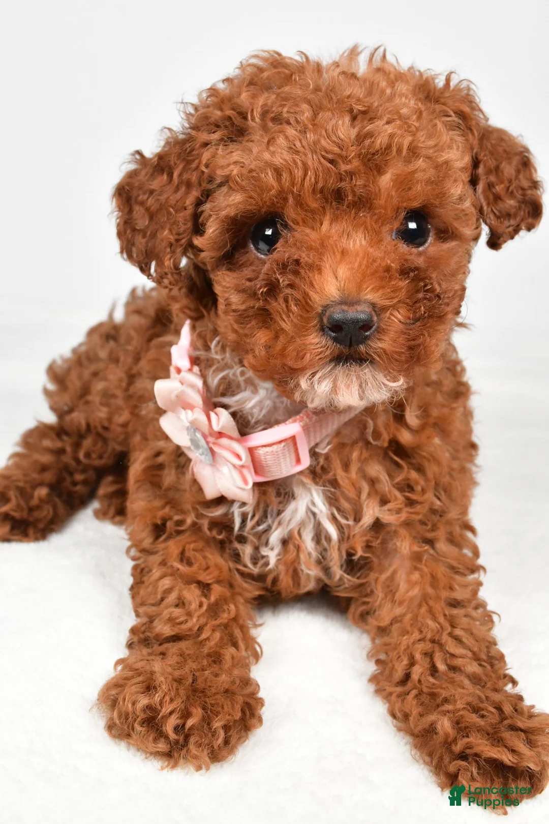 Toy Poodle dogs for sale: Pearl - Ad 2