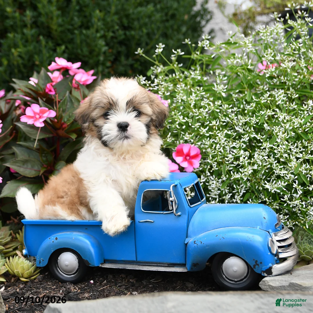 Shih Tzu dogs for sale: Ollie - Ad 1