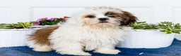 Shih Tzu dogs for sale: Jude - Ad 11