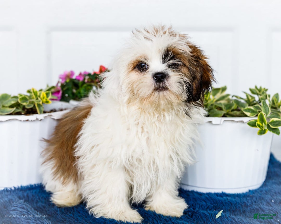 Shih Tzu dogs for sale: Jude - Ad 11