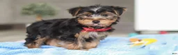 Yorkshire Terrier dogs for sale: Malcolm - Ad 3