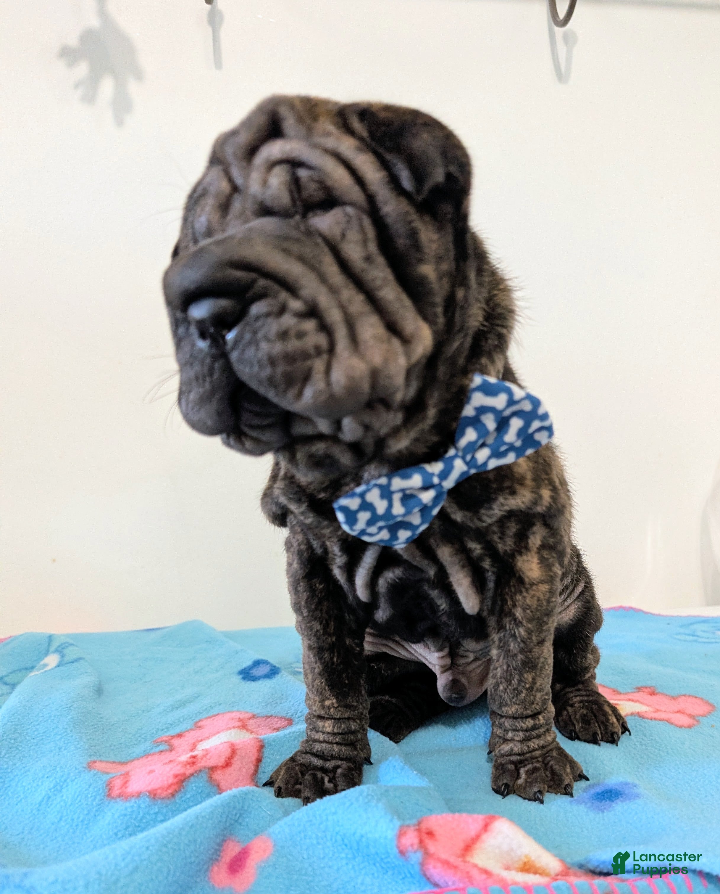 Mixed Breed dogs  Puppy 6 - Ad 2