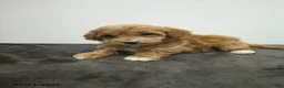 Cavapoo dogs for sale: Dalio - Ad 5