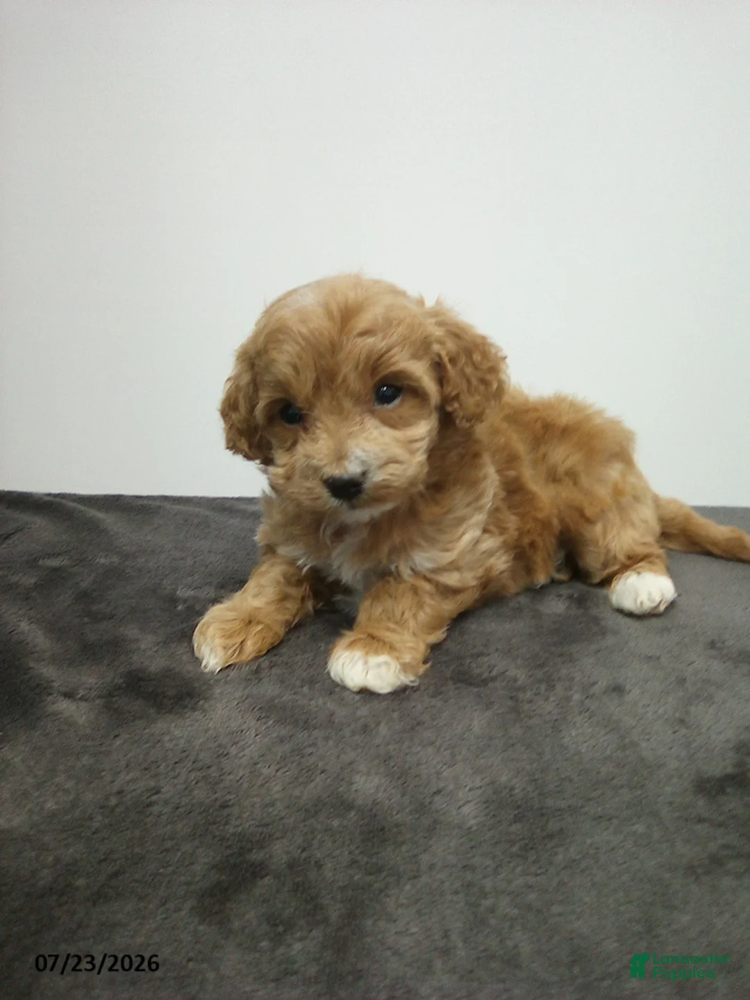 Cavapoo dogs for sale: Dalio - Ad 5