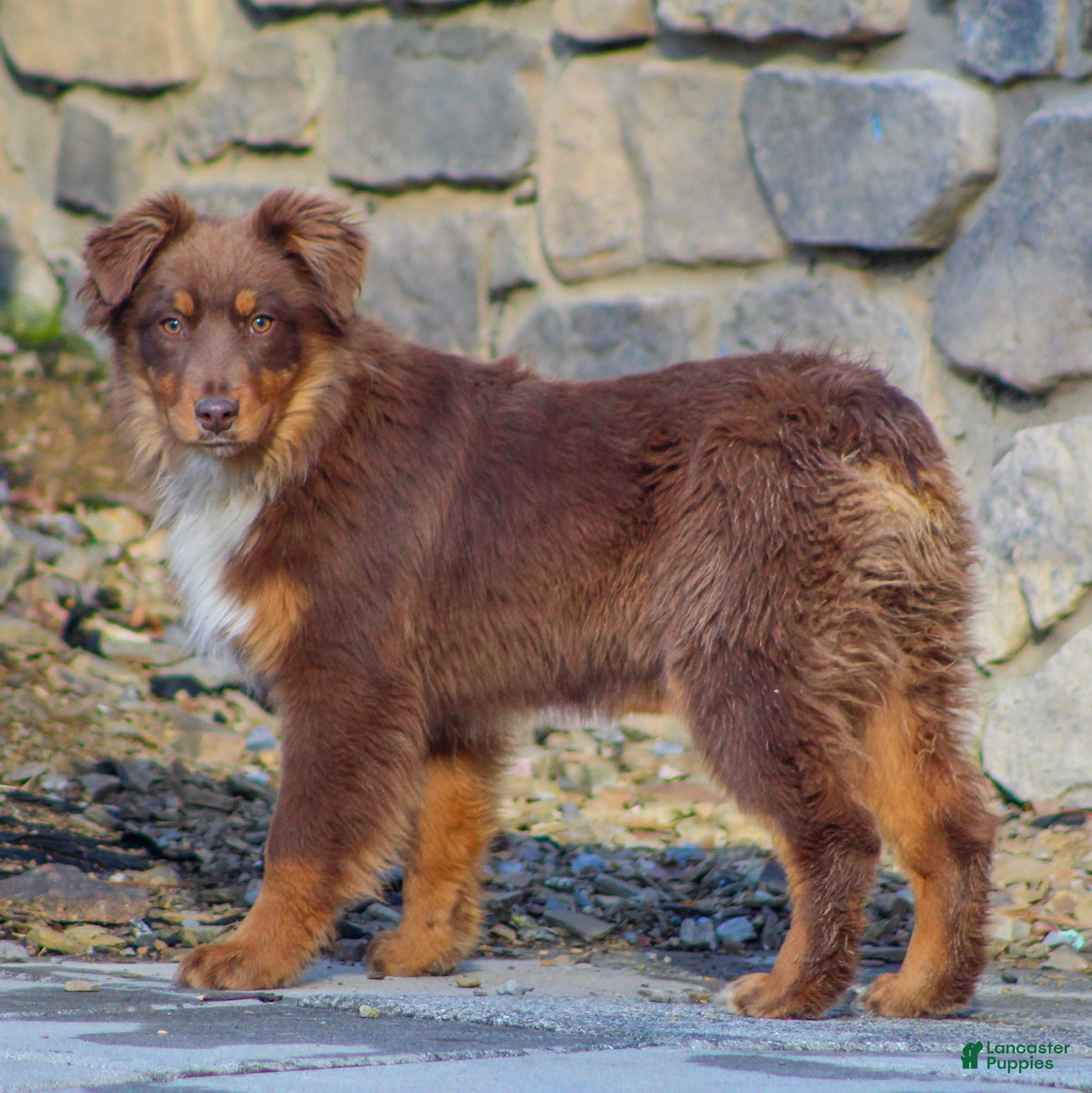 Mixed Breed dogs Millie - Ad 1