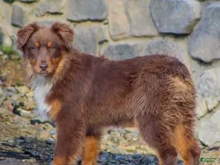 Mixed Breed dogs for sale: Millie - Ad 4