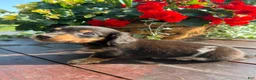 Miniature Dachshund dogs for sale: Duncan - Ad 9