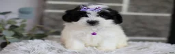 Maltipoo dogs for sale: Gwen - Ad 19