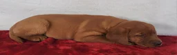 Labrador Retriever dogs for sale: Penny - Ad 7