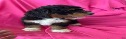 Mini Bernedoodle dogs for sale: WALTER - Ad 7