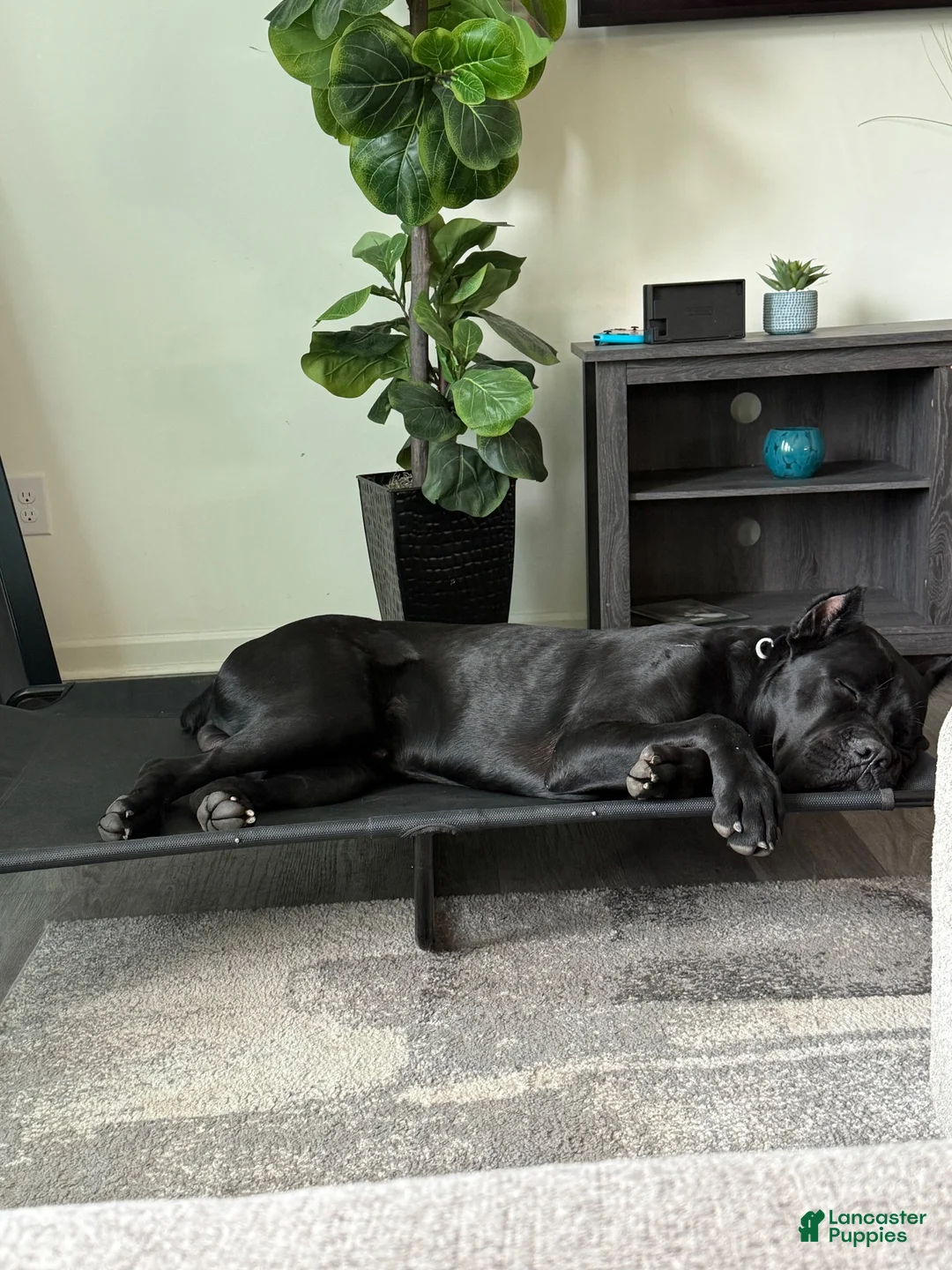 Cane Corso dogs for sale: Cane Corso 1 - Ad 1
