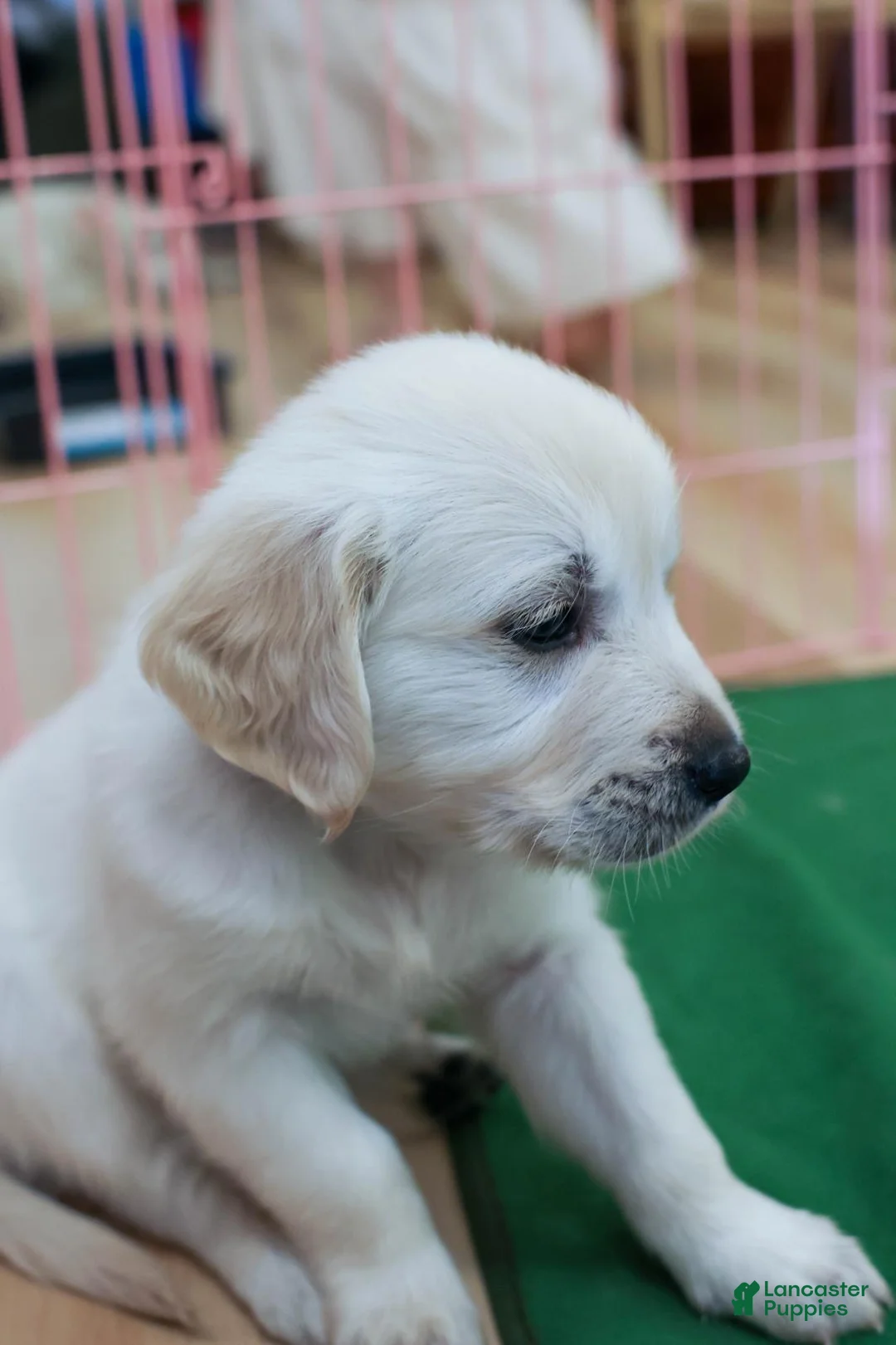Golden Retriever dogs for sale: Basil - Ad 2