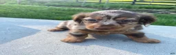 Miniature Dachshund dogs for sale: Ellie - Ad 6
