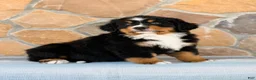 Bernese Mountain Dog dogs for sale: Ryder - Ad 1
